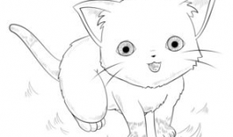 猫动漫,猫界动漫的奇幻冒险之旅